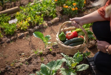 Starten met moestuin