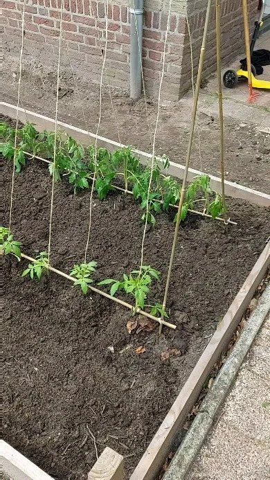 🫑👀🌱👀🍅👀🌞

#moestuinieren #moestuin #groentetuin #tuinieren
#tuin #eigenoogst #growyourown #urbangardening
#vegetablegarden #gardening #organicgarden
#tuinplezier #kruidentuin #ediblegarden #permaculture
#gezondeten #homegrown #groenevingers
#greenthumb #samentuinieren #communitygarden #moestuinchoach #moestuincoach-goirle.nl