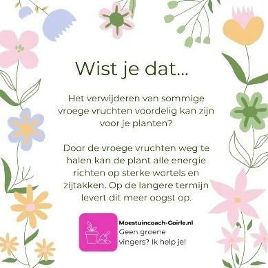 Wist je dat? 🤯

Mijn pompoen en komkommer planten beginnen al aardig wat vruchten aan te maken. Ze zijn nog iets te klein om de vruchten ook goed te kunnen dragen. Daarom haal ik de vroege vruchten van de planten af. Hierdoor gaat alle energie naar sterke wortels en (zij)takken maken. Dat levert op de langere termijn meer, grotere en sterkere vruchten op.

Het voelt altijd weer tegenstrijdig maar het loont echt!🥒🌞

#wistjedat #moestuinieren #moestuin #groentetuin #tuinieren
#tuin #eigenoogst #growyourown #urbangardening
#vegetablegarden #gardening #organicgarden
#tuinplezier #kruidentuin #ediblegarden #permaculture
#gezondeten #homegrown #groenevingers
#greenthumb #samentuinieren #communitygarden #moestuinchoach #moestuincoach-goirle.nl