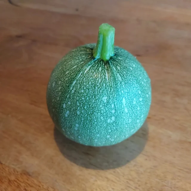 Eerste oogst! 

De eerste oogst is altijd weer een bijzonder moment. 
Trots dat het weer gelukt is en hopelijk belooft het nog veel meer voor het aankomend seizoen. Deze keer heb ik gekozen om bolcourgettes te planten. Een uniek en speels formaat. En hij smaakte heerlijk! 🥳🌱

#bolcourgette #moestuinieren #moestuin #groentetuin #tuinieren
#tuin #eigenoogst #growyourown #urbangardening
#vegetablegarden #gardening #organicgarden
#tuinplezier #kruidentuin #ediblegarden #permaculture
#gezondeten #homegrown #groenevingers
#greenthumb #samentuinieren #communitygarden #moestuinchoach #moestuincoach-goirle.nl