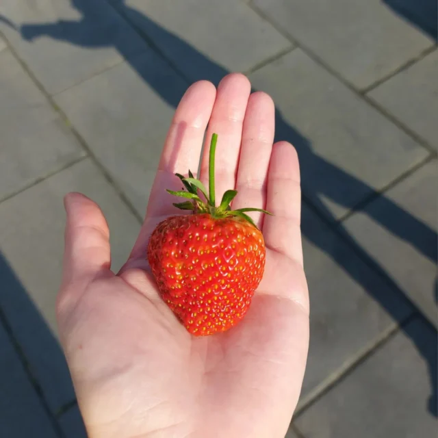 🍓AARDBEIEN!!🍓

Een van onze favoriete en meest gegeten fruitsoorten hier in huis. Het is ook niet voor niks dat we ze maar bij blijven planten. 
Hier zie je onze aller eerste aardbei van het seizoen! Hij was ook meteen de grootste die er tussen hing. 
Op de laatste foto is de nieuwe lading geplant. We hebben via een boer een aantal aarbeien planten kunnen kopen. Dit jaar knip ik alle bloemen nog uit deze plant. Dat betekent dat ik dit jaar geen oogst heb. Dit betaald zich volgend jaar terug in extra veel oogst, dit komt omdat hij nu alle energie mag steken in sterke wortels maken. 

🍓🍓🍓

#aardbeien🍓 #moestuinieren #moestuin #groentetuin #tuinieren
#tuin #eigenoogst #growyourown #urbangardening
#vegetablegarden #gardening #organicgarden
#tuinplezier #kruidentuin #ediblegarden #permaculture
#gezondeten #homegrown #groenevingers
#greenthumb #samentuinieren #communitygarden #moestuinchoach #moestuincoach-goirle.nl