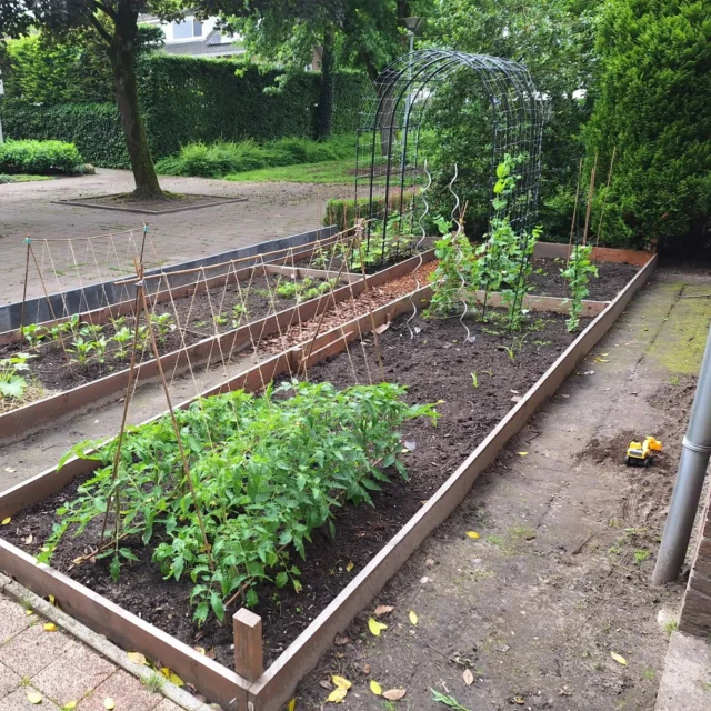 De tuin begint steeds groener te worden. De eerste bloemen zijn ook al open en het zal niet lang meer duren voordat we kunnen oogsten. 🌱🍀🫑

Helaas hebben de luizen sommige planten ook gevonden en een thuis van gemaakt. Daarom heb ik 200 lieveheersbeestjes larven uitgezet. Hopelijk hebben ze grote honger 🐞🐞🐞

#moestuinieren #moestuin #groentetuin #tuinieren
#tuin #eigenoogst #growyourown #urbangardening
#vegetablegarden #gardening #organicgarden
#tuinplezier #kruidentuin #ediblegarden #permaculture
#gezondeten #homegrown #groenevingers
#greenthumb #samentuinieren #communitygarden #moestuinchoach #moestuincoach-goirle.nl