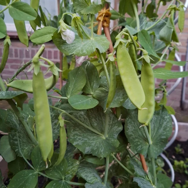 Vanavond tijdens de slakkenronde wilde ik de bonen extra inspecteren. Met de windstormen had ik de hoop een beetje opgegeven omdat sommige geknakt waren. Maar zie hier, opeens zijn er een hoop bonen verschenen. Dat wordt oogsten binnenkort 🫛

#bonen #beans #greens #moestuinieren #moestuin #groentetuin #tuinieren
#tuin #eigenoogst #growyourown #urbangardening
#vegetablegarden #gardening #organicgarden
#tuinplezier #kruidentuin #ediblegarden #permaculture
#gezondeten #homegrown #groenevingers
#greenthumb #samentuinieren #communitygarden #moestuinchoach #moestuincoach-goirle.nl