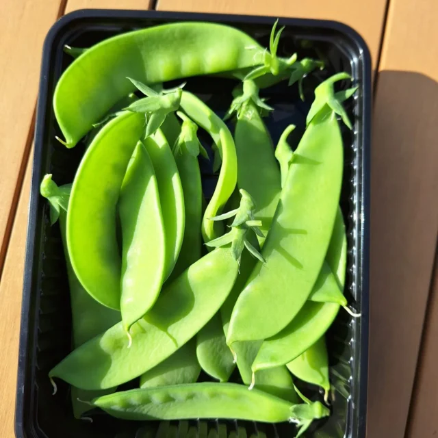 Een van de geluksmomentjes van een moestuin hebben is het eten van je eigen oogst. Verser en biologischer kan niet. De boontjes waren heerlijk!🫛🫛🫛 

#bonen #moestuinieren #moestuin #groentetuin #tuinieren
#tuin #eigenoogst #growyourown #urbangardening
#vegetablegarden #gardening #organicgarden
#tuinplezier #kruidentuin #ediblegarden #permaculture
#gezondeten #homegrown #groenevingers
#greenthumb #samentuinieren #communitygarden #moestuinchoach #moestuincoach-goirle.nl