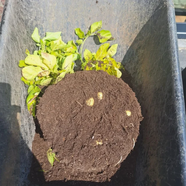 Graven naar Goud! 

Nouja wat voelt als goud dan. Van één van mijn kleinere zakken waar ik aardappel in geplant heb begon het loof af te sterven. Tijd om te oogsten dus! 

Op foto 2 zie je de opbrengst, ik had 2 aardappelen gepoot en er een bak vol uitgekregen. Ik ben benieuwd wat mijn grootste bak op gaat leveren🥔🥔🥔

#aardappel #moestuinieren #moestuin #groentetuin #tuinieren
#tuin #eigenoogst #growyourown #urbangardening
#vegetablegarden #gardening #organicgarden
#tuinplezier #kruidentuin #ediblegarden #permaculture
#gezondeten #homegrown #groenevingers
#greenthumb #samentuinieren #communitygarden #moestuinchoach #moestuincoach-goirle.nl