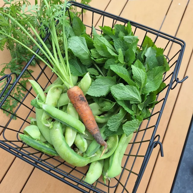 Oogst van de dag! 

Na de vakantie hebben de peultjes erwten gemaakt. Het was dus hoogtijd om ze te oogsten. We hebben ook onze eerste wortel van het seizoen! 🥕🫛

Ondanks dat slakken niet van munt en citroenmelisse zouden moeten houden, feesten ze erop los. Voordat alles opgesnoept is hebben we voor onszelf ook maar wat afgeknipt. 

#moestuinieren #moestuin #groentetuin #tuinieren
#tuin #eigenoogst #growyourown #urbangardening
#vegetablegarden #gardening #organicgarden
#tuinplezier #kruidentuin #ediblegarden #permaculture
#gezondeten #homegrown #groenevingers
#greenthumb #samentuinieren #communitygarden #moestuinchoach #moestuincoach-goirle.nl