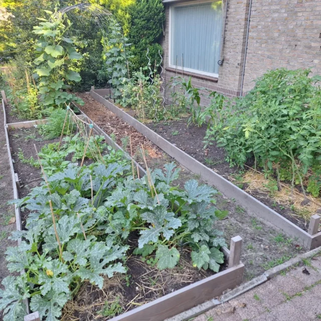De afgelopen dagen hebben we aardig wat zon en warmte gehad. Dat doet de tuin weer goed na alle regenbuien. ☀️

We zijn ook weer erg blij met de oogst van de dag👌🏻

#moestuinieren #moestuin #groentetuin #tuinieren
#tuin #eigenoogst #growyourown #urbangardening
#vegetablegarden #gardening #organicgarden
#tuinplezier #kruidentuin #ediblegarden #permaculture
#gezondeten #homegrown #groenevingers
#greenthumb #samentuinieren #communitygarden #moestuinchoach #moestuincoach-goirle.nl