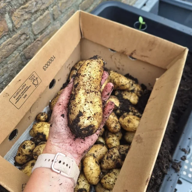 De laatste bak met aardappelen is geoogst, een mooie oogst van bijna 4 kilo🥔!

Het mooie aan 5 komkommer planten hebben is dat je soms een komkommer kunt opofferen. Slakken zijn gek op komkommers, na een uurtje kon ik de slakken er zo vanaf plukken en opruimen! 

#moestuinieren #moestuin #groentetuin #tuinieren
#tuin #eigenoogst #growyourown #urbangardening
#vegetablegarden #gardening #organicgarden
#tuinplezier #kruidentuin #ediblegarden #permaculture
#gezondeten #homegrown #groenevingers
#greenthumb #samentuinieren #communitygarden #moestuinchoach #moestuincoach-goirle.nl