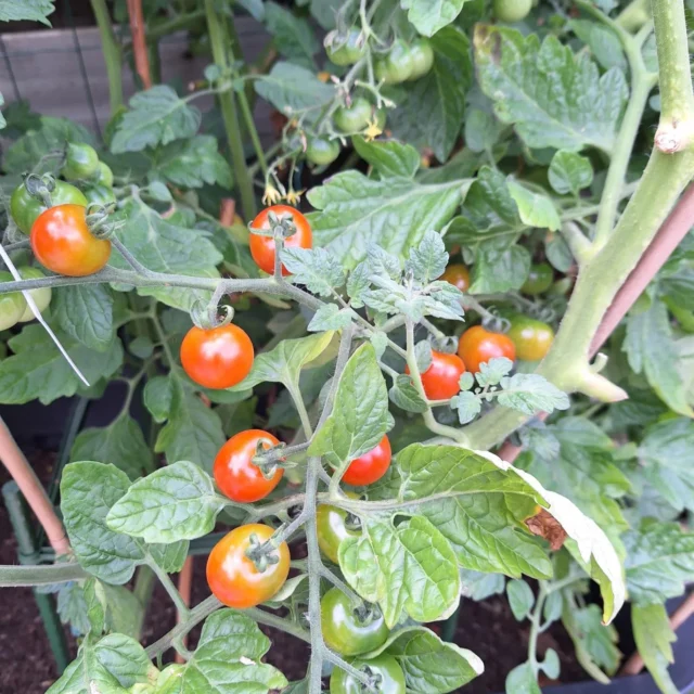 Tuin update! 

De zon laat zich meer zien en de temperatuur begint ook warmer te worden. De tuin is er blij mee en nu eindelijk goed op gang! 

Als eerste hebben we de cherry- en vleestomaten, de eerste rode tomaten beginnen zich te laten zien! 🍅

De eerste paprika is ook al gespot, het duurt alleen nog even voordat deze rijp voor het plukken is🫑. Helaas zijn niet alle wortels winnaars, de vorige wortel was van een goed formaat en ik dacht bij deze ook een flinke wortel tepakken te hebben maar helaas. Hij smaakt er gelukkig niet minder om🥕.

Wist je dat courgette en pompoen tot dezelfde familie behoren? Je kunt dus met een mannelijke bloem van de een, de andere bevruchten. Let wel even op dat je de zaden niet gebruikt voor een volgend seizoen. Die vruchten kunnen namelijk giftig zijn🎃

De aarbeien, komkommers en munt groeien ook lekker door! 🥒🍓 dit zijn de enige afrikaantjes die goed hebben kunnen groeien, de rest is allemaal opgesnoept door slakken. 

Als laatste is daar dan eindelijk de kouseband. Dit jaar voor het eerst geplant, het duurde even voordat de zaden ontkiemen maar zodra ze op gang zijn gaan ze er ook voor. ☀️

#moestuinieren #moestuin #groentetuin #tuinieren
#tuin #eigenoogst #growyourown #urbangardening
#vegetablegarden #gardening #organicgarden
#tuinplezier #kruidentuin #ediblegarden #permaculture
#gezondeten #homegrown #groenevingers
#greenthumb #samentuinieren #communitygarden #moestuinchoach #moestuincoach-goirle.nl