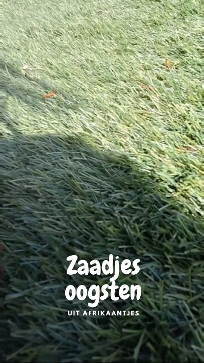 Wist je dat bloemen vaak zelf zaadjes aanmaken? 

Bij afrikaantjes kun je uit één bloem tientallen zaadjes halen. Wanneer de bloem is uitgebloeid en is opgedroogd haal je ze er makkelijk uit. De zaadjes worden onder de bloem in het bolle gedeelte aangemaakt. 

Bewaar de zaadjes op een donkere koele plek en je kunt volgend jaar weer los gaan met zaaien 🏵. 

#moestuinieren #moestuin #groentetuin #tuinieren
#tuin #eigenoogst #growyourown #urbangardening
#vegetablegarden #gardening #organicgarden
#tuinplezier #kruidentuin #ediblegarden #permaculture
#gezondeten #homegrown #groenevingers
#greenthumb #samentuinieren #communitygarden #moestuinchoach #moestuincoach-goirle.nl