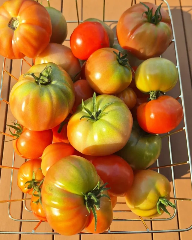 Tuinupdate! 

We kunnen inmiddels al flink oogsten, we hebben zo veel tomaten dat we ze zelf niet allemaal op kunnen. 
De courgettes doen het ook erg goed dit jaar die delen we ook flink uit. 
Onze pompoenen groeien zo hard dat sommige wat extra support nodig hebben, spot jij hoe we dat opgelost hebben? 😷

#moestuinieren #moestuin #groentetuin #tuinieren
#tuin #eigenoogst #growyourown #urbangardening
#vegetablegarden #gardening #organicgarden
#tuinplezier #kruidentuin #ediblegarden #permaculture
#gezondeten #homegrown #groenevingers
#greenthumb #samentuinieren #communitygarden #moestuinchoach #moestuincoach-goirle.nl