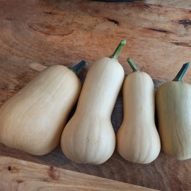FLESPOMPOEN - BUTTERNUT SQUASH🎃

Het pompoenen seizoen is aangebroken!
Er hangen nog een aantal pompoenen aan de plant maar deze 4 samen wegen al een ruime 4 kilo. De grootste weegt 2.150 kg. Er hangt een nog grotere aan de plant, ben benieuwd wat die gaat wegen! 

#moestuinieren #moestuin #groentetuin #tuinieren
#tuin #eigenoogst #growyourown #urbangardening
#vegetablegarden #gardening #organicgarden
#tuinplezier #kruidentuin #ediblegarden #permaculture
#gezondeten #homegrown #groenevingers
#greenthumb #samentuinieren #communitygarden #moestuinchoach #moestuincoach-goirle.nl