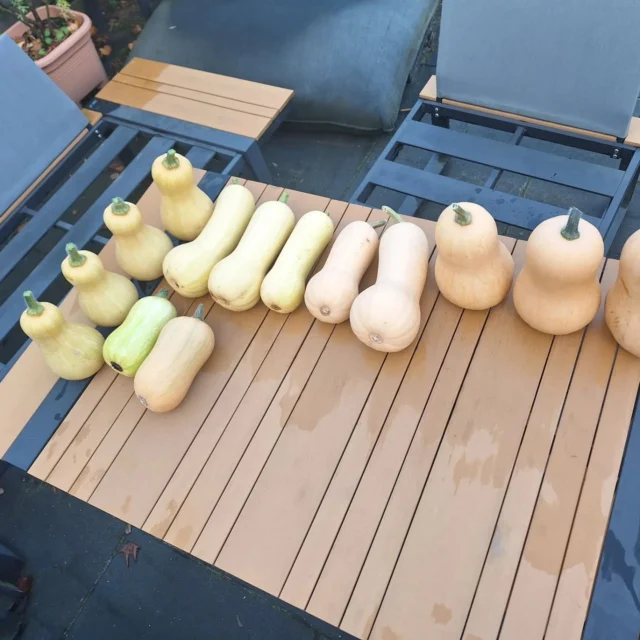 🎃POMPOENSEIZOEN🎃

Ondanks dat het nog warm is voor de tijd van het jaar, was de energie van de plant echt op. Tijd om de flespompoenen te oogsten. We hebben een mooie oogst van ruim 16kg. Als ik hier allemaal soep van zou maken zou dat goed zijn voor 32 Liter aan soep🥣. 

De paprika's hadden het wat zwaarder dit jaar. Toch hebben we nog een mooie laatste oogst kunnen pakken. 

Nu naar de tekentafel om de plannen voor volgend jaar te maken! 

#moestuinieren #moestuin #groentetuin #tuinieren
#tuin #eigenoogst #growyourown #urbangardening
#vegetablegarden #gardening #organicgarden
#tuinplezier #kruidentuin #ediblegarden #permaculture
#gezondeten #homegrown #groenevingers
#greenthumb #samentuinieren #communitygarden #moestuinchoach #moestuincoach-goirle.nl