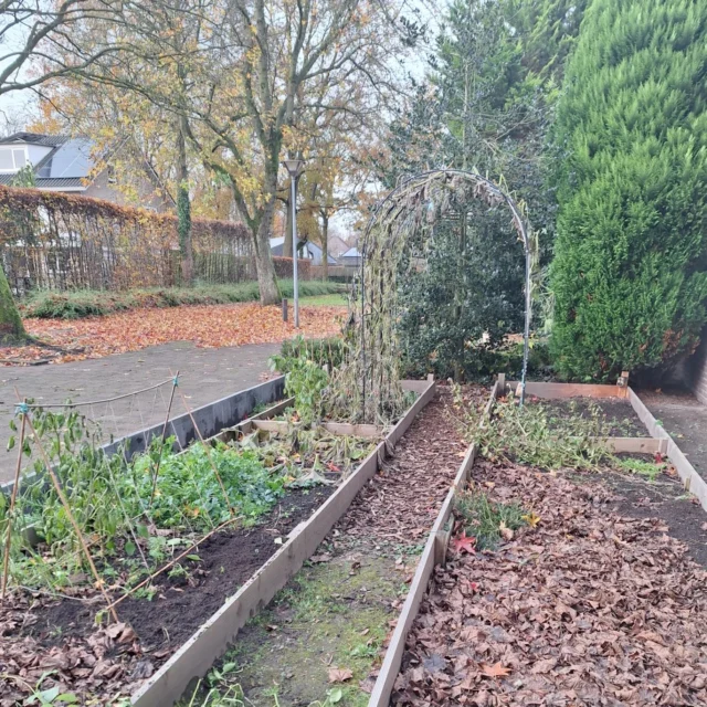 Het is herfst🍁🍂

De eerste nachtvorst is geweest en alle planten zijn nu ècht op. Vandaag maar meteen gebruik gemaakt van het mooie weer. Alle planten eruit gehaald en een nieuwe laag blaadjes gelegd. Straks komt er nog een laag champost op, daarna mag de tuin lekker rusten tot volgend seizoen. 

Er is nog genoeg wat je zou kunnen verbouwen met kouder weer. Zelf ben ik niet van van het koud weer tuinieren. Daarom nemen de tuin en ik een pauze ⏱️. 

#moestuinieren #moestuin #groentetuin #tuinieren
#tuin #eigenoogst #growyourown #urbangardening
#vegetablegarden #gardening #organicgarden
#tuinplezier #kruidentuin #ediblegarden #permaculture
#gezondeten #homegrown #groenevingers
#greenthumb #samentuinieren #communitygarden #moestuinchoach #moestuincoach-goirle.nl